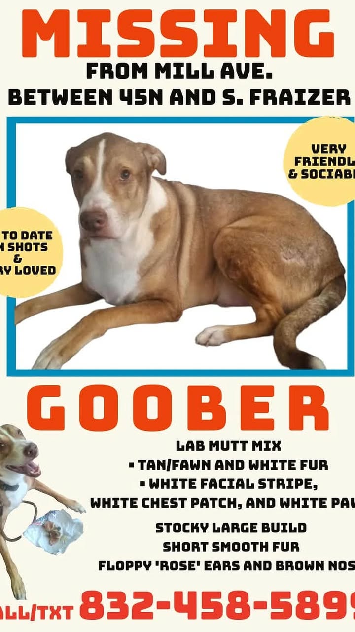 Conroe Service Dog Goober Missing Near I-45 Corridor